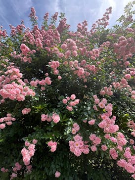 横浜イングリッシュガーデンに投稿された画像（2024/5/26）