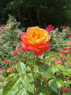 浜名湖花博2024に投稿された画像（2024/5/27）