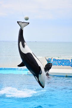 鴨川シーワールドに投稿された画像（2024/5/27）