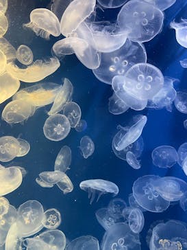 鴨川シーワールドに投稿された画像（2024/5/27）