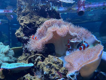 鴨川シーワールドに投稿された画像（2024/5/27）