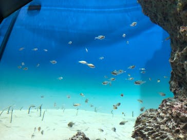 アクアワールド茨城県大洗水族館に投稿された画像（2024/5/27）