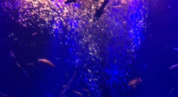 アクアワールド茨城県大洗水族館に投稿された画像（2024/5/27）