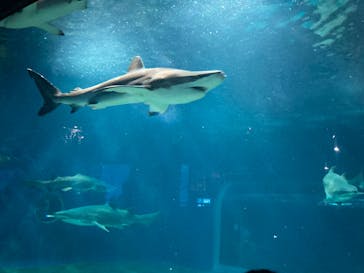 アクアワールド茨城県大洗水族館に投稿された画像（2024/5/27）