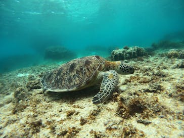 宮古島 ADVENTURE PiPi（ミヤコジマ アドベンチャー ピピ）に投稿された画像（2024/5/27）