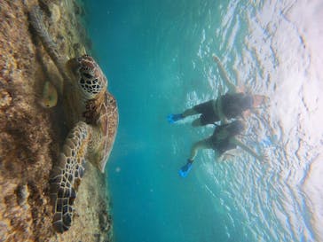 宮古島 ADVENTURE PiPi（ミヤコジマ アドベンチャー ピピ）に投稿された画像（2024/5/27）