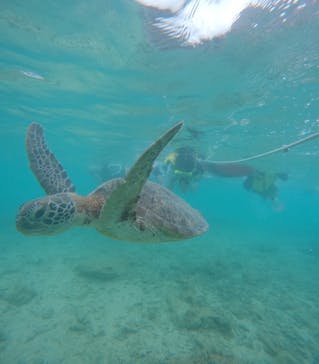 オースリーシュノーケル宮古島に投稿された画像（2024/5/27）