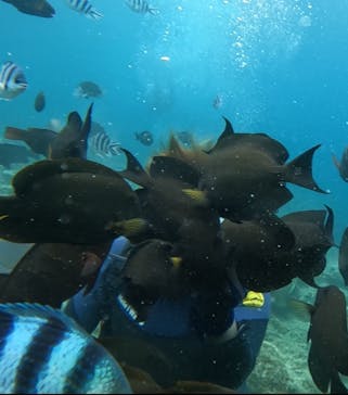 武藤潜水に投稿された画像（2024/5/27）