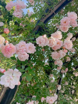 横浜イングリッシュガーデンに投稿された画像（2024/5/27）