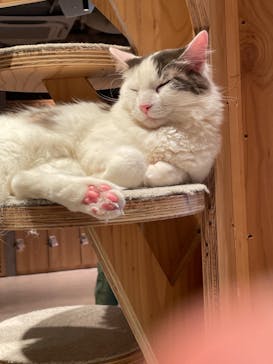 猫カフェモカ　神戸三宮店に投稿された画像（2024/5/27）