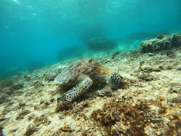 宮古島 ADVENTURE PiPi（ミヤコジマ アドベンチャー ピピ）に投稿された画像（2024/5/27）