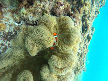 宮古島 ADVENTURE PiPi（ミヤコジマ アドベンチャー ピピ）に投稿された画像（2024/5/27）