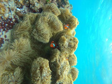 宮古島 ADVENTURE PiPi（ミヤコジマ アドベンチャー ピピ）に投稿された画像（2024/5/27）