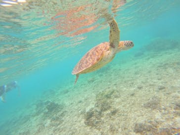 宮古島 ADVENTURE PiPi（ミヤコジマ アドベンチャー ピピ）に投稿された画像（2024/5/27）