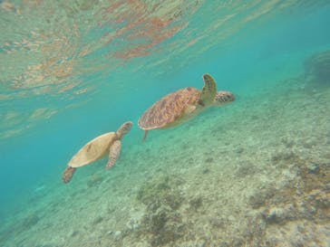 宮古島 ADVENTURE PiPi（ミヤコジマ アドベンチャー ピピ）に投稿された画像（2024/5/27）