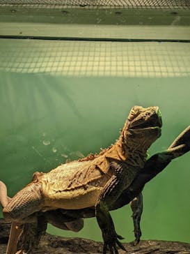 サンシャイン水族館に投稿された画像（2024/5/27）