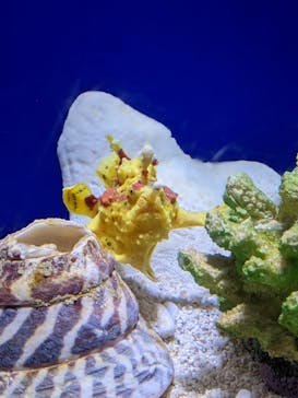 サンシャイン水族館に投稿された画像（2024/5/27）
