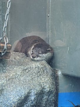 サンシャイン水族館に投稿された画像（2024/5/27）