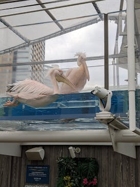 サンシャイン水族館に投稿された画像（2024/5/27）