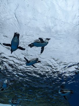 サンシャイン水族館に投稿された画像（2024/5/27）