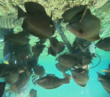 沖縄マリンサービス碧に投稿された画像（2024/5/27）