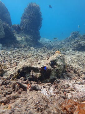 marine assist DEMI（マリンアシストデミ）に投稿された画像（2024/5/27）