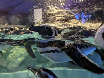 すみだ水族館に投稿された画像（2024/5/27）