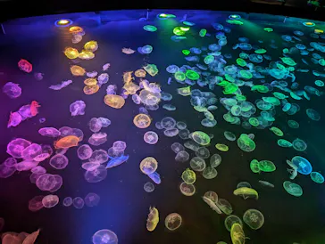 すみだ水族館に投稿された画像（2024/5/27）