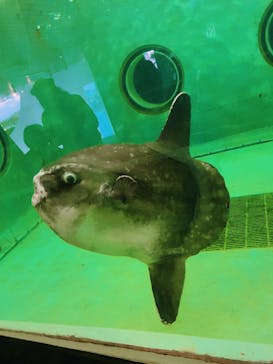 鴨川シーワールドに投稿された画像（2024/5/27）