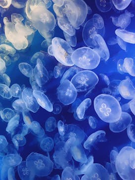 鴨川シーワールドに投稿された画像（2024/5/27）