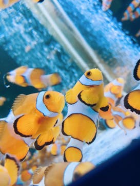 鴨川シーワールドに投稿された画像（2024/5/27）