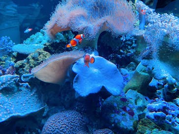 鴨川シーワールドに投稿された画像（2024/5/27）