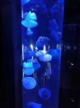 サンシャイン水族館に投稿された画像（2024/5/27）