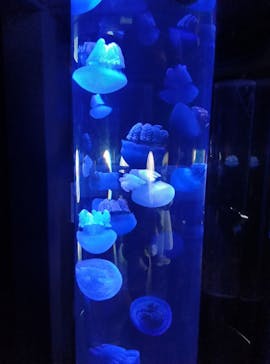 サンシャイン水族館に投稿された画像（2024/5/27）