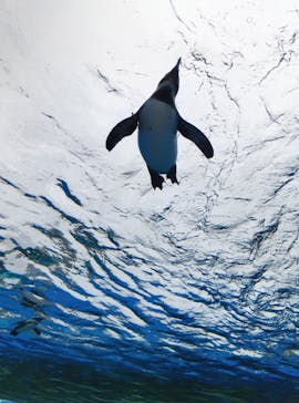 サンシャイン水族館に投稿された画像（2024/5/27）