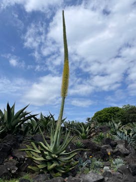 伊豆シャボテン動物公園に投稿された画像（2024/5/27）