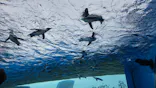 サンシャイン水族館に投稿された画像（2024/5/27）