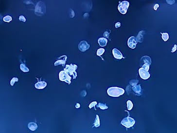 サンシャイン水族館に投稿された画像（2024/5/27）