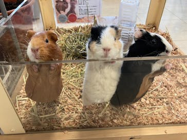 Moff animal world BIGHOPガーデンモール印西店に投稿された画像（2024/5/27）