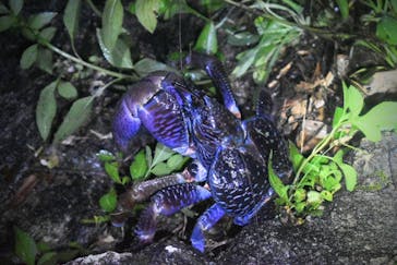 宮古島 ADVENTURE PiPi（ミヤコジマ アドベンチャー ピピ）に投稿された画像（2024/5/25）