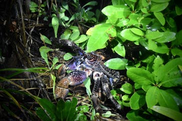 宮古島 ADVENTURE PiPi（ミヤコジマ アドベンチャー ピピ）に投稿された画像（2024/5/25）