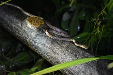 宮古島 ADVENTURE PiPi（ミヤコジマ アドベンチャー ピピ）に投稿された画像（2024/5/25）