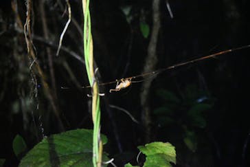 宮古島 ADVENTURE PiPi（ミヤコジマ アドベンチャー ピピ）に投稿された画像（2024/5/25）