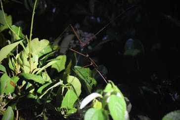 宮古島 ADVENTURE PiPi（ミヤコジマ アドベンチャー ピピ）に投稿された画像（2024/5/25）