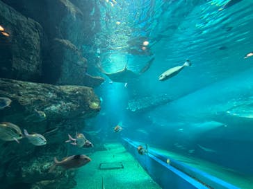 マクセル アクアパーク品川に投稿された画像（2024/5/26）