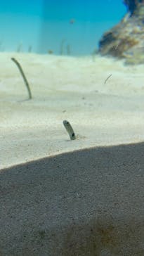 アクアワールド茨城県大洗水族館に投稿された画像（2024/5/27）