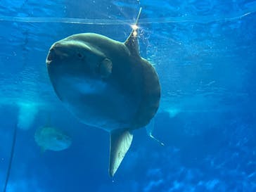 アクアワールド茨城県大洗水族館に投稿された画像（2024/5/27）