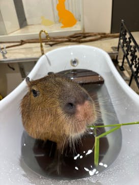 アニタッチアクアシティお台場に投稿された画像（2024/5/27）