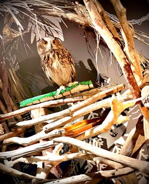 カワスイ 川崎⽔族館に投稿された画像（2024/5/27）