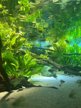 カワスイ 川崎⽔族館に投稿された画像（2024/5/27）